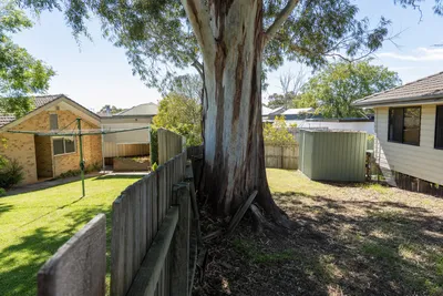 Boundary tree growing on a shared fence line in Launceston