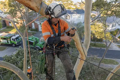 Qualified arborist working with a two rope climbing system in a backyard eucalyptus in Launceston