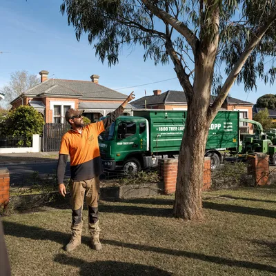 Tree Removal pricing in Launceston