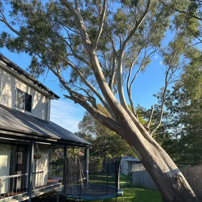 Before: Blue gum over a weatherboard, Trevallyn, Launceston
