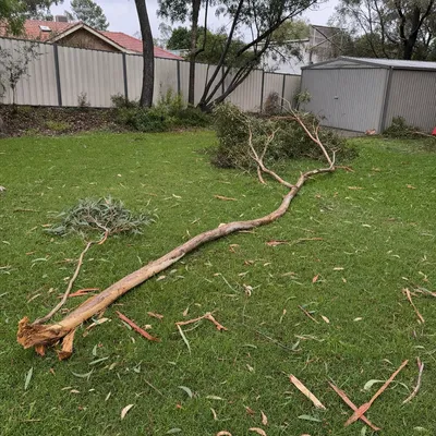 Before: Storm callout — elm through back fence, Mowbray, Launceston