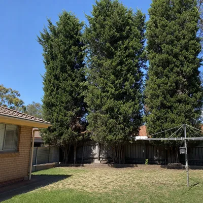 Before: Shared oak removal, Newstead, Launceston