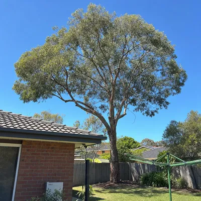 After: Ash over a slate roof, South Launceston, Launceston