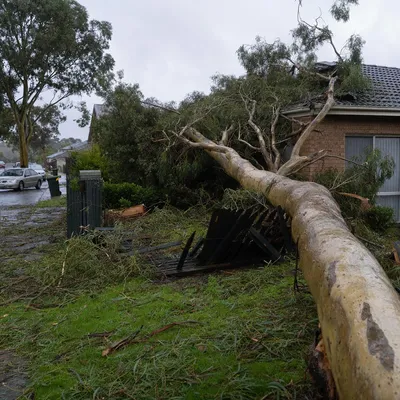 Emergency Tree Services in Launceston. Round-the-clock attendance for storm damage, fallen limbs and unstable trees. Wet winters and valley wind events bring plenty of urgent callouts to Launceston.
